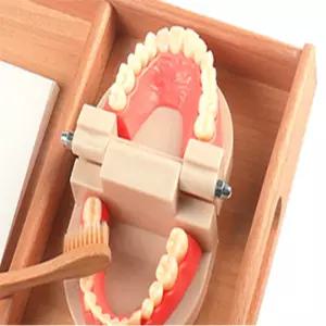 라나앤코 180도 개방 어린이 양치질 습관 칫솔질 교육용 치아 잇몸 모형 양치습관 입속모형 교육용치아 유