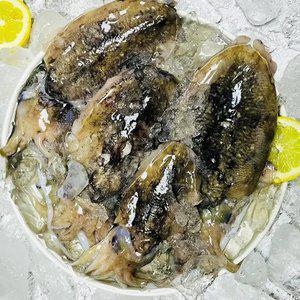 [파인밀]제철 국내산 생물 활갑오징어 2kg(kg당 5-8미내외)