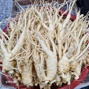 삼영인삼사 풍기 햇수삼 가정용 오쿠용 실속형 난발삼 5 6년근 500g 1개 선물세트 설날 명절 부모님 모임