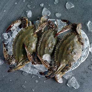 가을 제철 서해안 활 숫꽃게 2kg (kg당 3-5미내외)