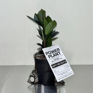 블랙 금전수 (Zamioculcas zamiifolia)