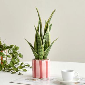 산세베리아 식재 세라믹화분 38cm