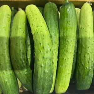 국내산 백다다기 백오이2kg 내외