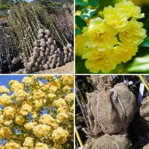 목향장미 나무 묘목 넝쿨식물 노란장미꽃 덩굴 정원수 조경용