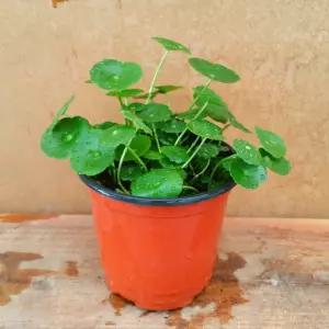 소나무길 연잎닮은 수생식물 워터코인 소형 2276